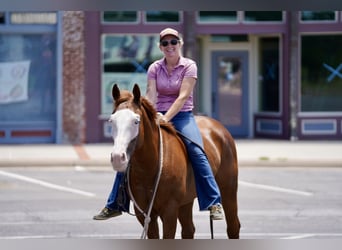 American Quarter Horse Mix, Ruin, 5 Jaar, 150 cm, Roodvos