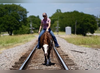 American Quarter Horse Mix, Ruin, 5 Jaar, 150 cm, Roodvos