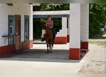 American Quarter Horse Mix, Ruin, 5 Jaar, 150 cm, Roodvos