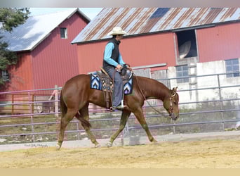 American Quarter Horse, Ruin, 5 Jaar, 150 cm, Roodvos American Quarter Horse, Ruin, 5 Jaar, 150 cm, Roodvos