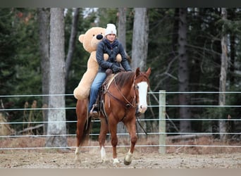 American Quarter Horse, Ruin, 5 Jaar, 150 cm, Roodvos