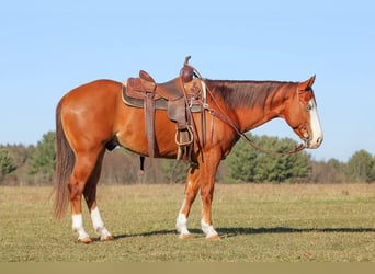 American Quarter Horse, Ruin, 5 Jaar, 150 cm, Roodvos