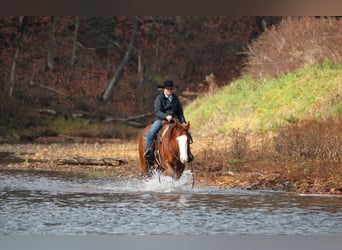 American Quarter Horse, Ruin, 5 Jaar, 150 cm, Roodvos