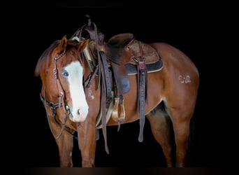 American Quarter Horse, Ruin, 5 Jaar, 150 cm, Roodvos