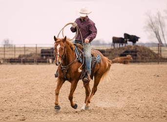 American Quarter Horse, Ruin, 5 Jaar, 150 cm, Roodvos