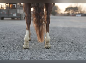 American Quarter Horse, Ruin, 5 Jaar, 150 cm, Roodvos