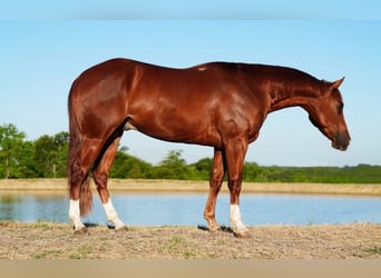 American Quarter Horse, Ruin, 5 Jaar, 150 cm, Roodvos