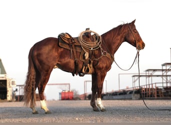 American Quarter Horse, Ruin, 5 Jaar, 150 cm, Roodvos