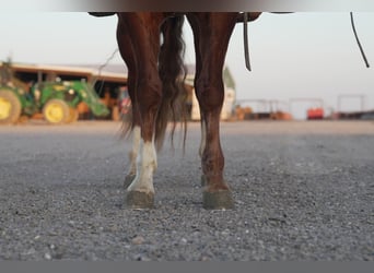 American Quarter Horse, Ruin, 5 Jaar, 150 cm, Roodvos