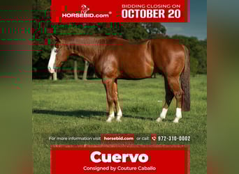 American Quarter Horse, Ruin, 5 Jaar, 150 cm, Roodvos