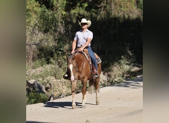American Quarter Horse, Ruin, 5 Jaar, 150 cm, Roodvos