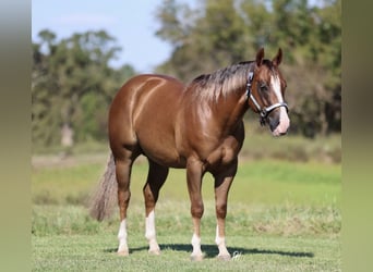 American Quarter Horse, Ruin, 5 Jaar, 150 cm, Roodvos