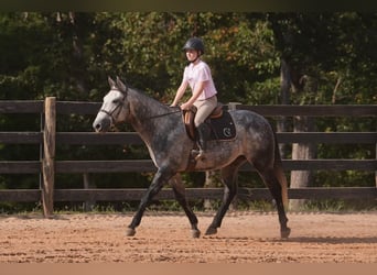 American Quarter Horse, Ruin, 5 Jaar, 150 cm, Schimmel