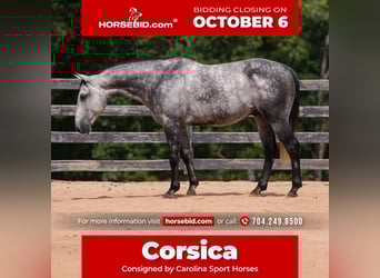 American Quarter Horse, Ruin, 5 Jaar, 150 cm, Schimmel