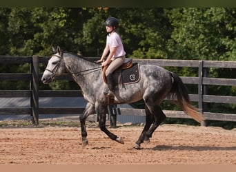 American Quarter Horse, Ruin, 5 Jaar, 150 cm, Schimmel