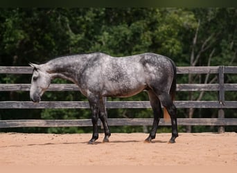 American Quarter Horse, Ruin, 5 Jaar, 150 cm, Schimmel