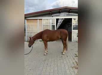 American Quarter Horse, Ruin, 5 Jaar, 150 cm, Vos