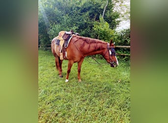 American Quarter Horse Mix, Ruin, 5 Jaar, 150 cm, Vos