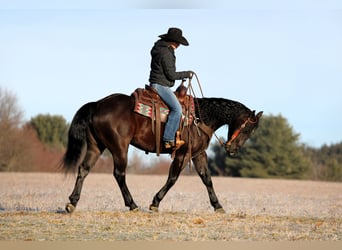 American Quarter Horse, Ruin, 5 Jaar, 150 cm, Zwart