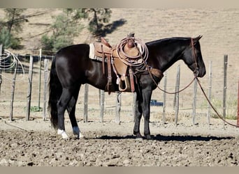 American Quarter Horse, Ruin, 5 Jaar, 150 cm, Zwart