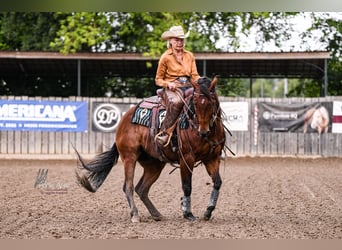 American Quarter Horse, Ruin, 5 Jaar, 151 cm, Bruin