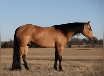American Quarter Horse, Ruin, 5 Jaar, 152 cm, Buckskin