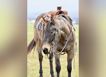 American Quarter Horse, Ruin, 5 Jaar, 152 cm, Buckskin