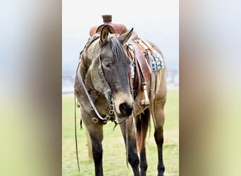 American Quarter Horse, Ruin, 5 Jaar, 152 cm, Buckskin