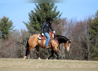 American Quarter Horse, Ruin, 5 Jaar, 152 cm, Buckskin