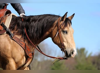 American Quarter Horse, Ruin, 5 Jaar, 152 cm, Buckskin