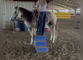 American Quarter Horse, Ruin, 5 Jaar, 152 cm, Buckskin