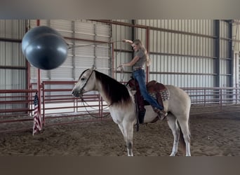 American Quarter Horse, Ruin, 5 Jaar, 152 cm, Buckskin