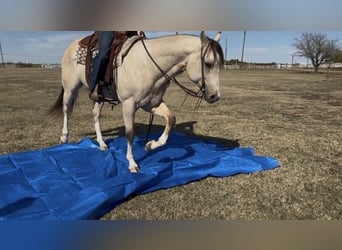American Quarter Horse, Ruin, 5 Jaar, 152 cm, Buckskin