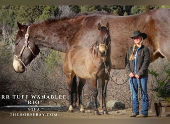 American Quarter Horse, Ruin, 5 Jaar, 152 cm, Buckskin