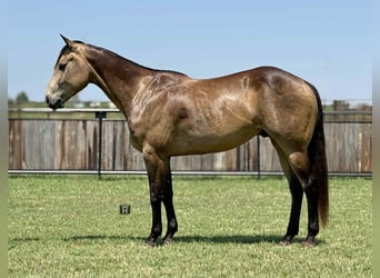 American Quarter Horse, Ruin, 5 Jaar, 152 cm, Buckskin