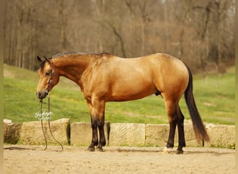 American Quarter Horse, Ruin, 5 Jaar, 152 cm, Buckskin