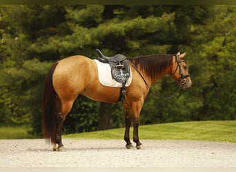 American Quarter Horse, Ruin, 5 Jaar, 152 cm, Buckskin