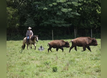 American Quarter Horse, Ruin, 5 Jaar, 152 cm, Buckskin
