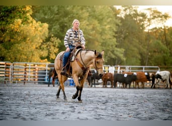 American Quarter Horse, Ruin, 5 Jaar, 152 cm, Buckskin