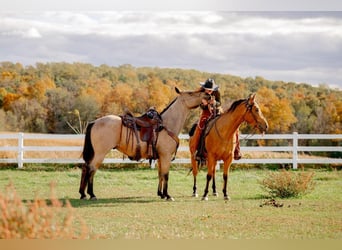 American Quarter Horse, Ruin, 5 Jaar, 152 cm, Buckskin