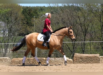 American Quarter Horse, Ruin, 5 Jaar, 152 cm, Buckskin