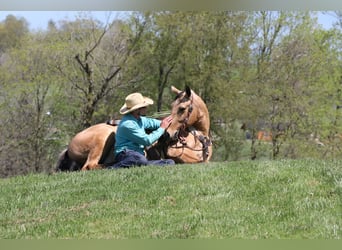 American Quarter Horse, Ruin, 5 Jaar, 152 cm, Buckskin