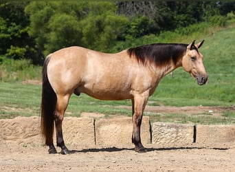 American Quarter Horse, Ruin, 5 Jaar, 152 cm, Buckskin