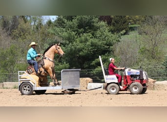 American Quarter Horse, Ruin, 5 Jaar, 152 cm, Buckskin