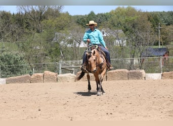 American Quarter Horse, Ruin, 5 Jaar, 152 cm, Buckskin