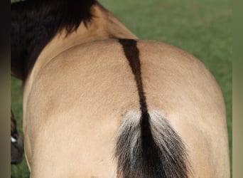 American Quarter Horse, Ruin, 5 Jaar, 152 cm, Buckskin