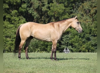 American Quarter Horse, Ruin, 5 Jaar, 152 cm, Buckskin