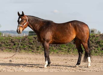 American Quarter Horse, Ruin, 5 Jaar, 152 cm, Donkerbruin