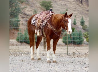 American Quarter Horse, Ruin, 5 Jaar, 152 cm, Donkere-vos