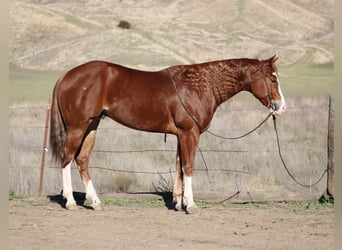 American Quarter Horse, Ruin, 5 Jaar, 152 cm, Donkere-vos